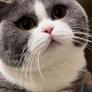 Cute Cat Video And Fanny Cat Video