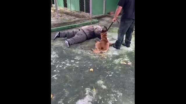 Attack Malinois