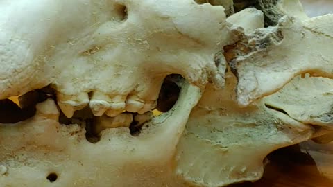 Alaska Costal brown bear skull damaged