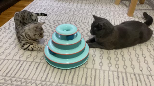 A Bengal and Russian Blue Cat Playing Together