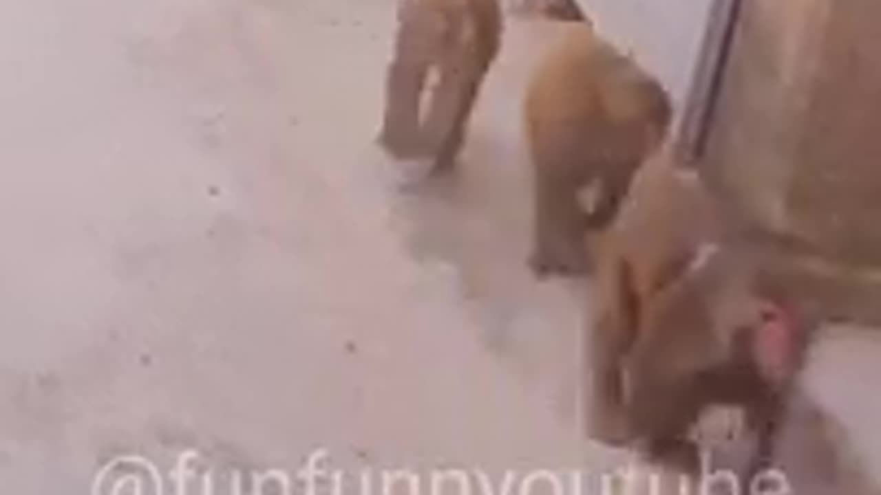 Monkey funny vedio