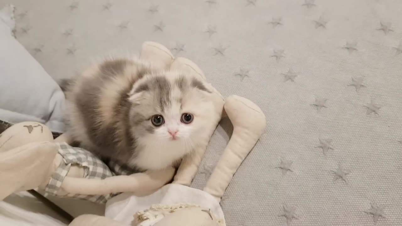 Cute Kitten Short legs