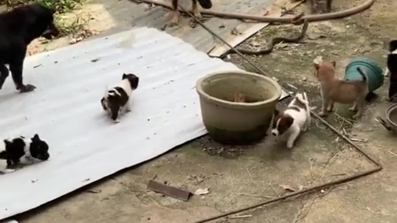 Three dogs found a snake outside the house