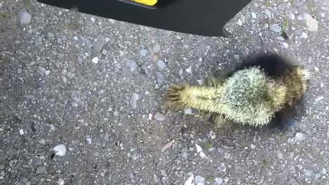 Porcupine Scared Crap Out Of Me