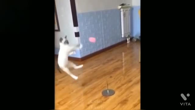 Funny and cute cat 🐈😻 - playing video