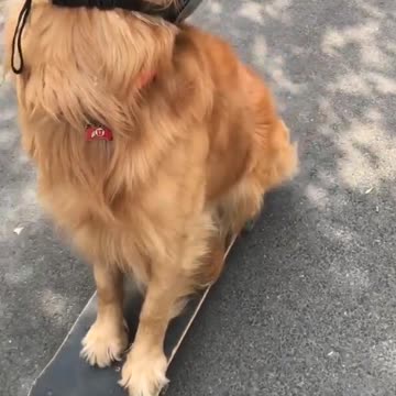 Happy Dog Wears His Helmet