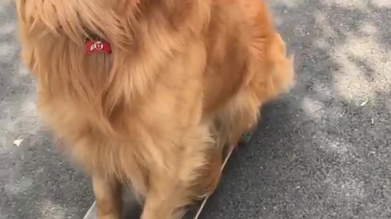 Happy Dog Wears His Helmet