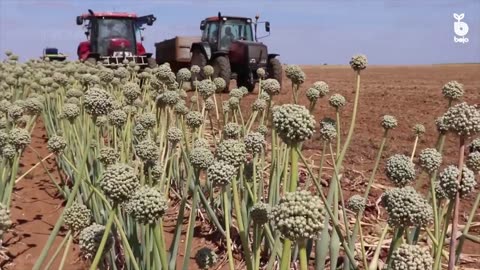 Onion Seed, Green onion, Tomato Harvesting Machine 2023 - Modern Agriculture Harvest Technology