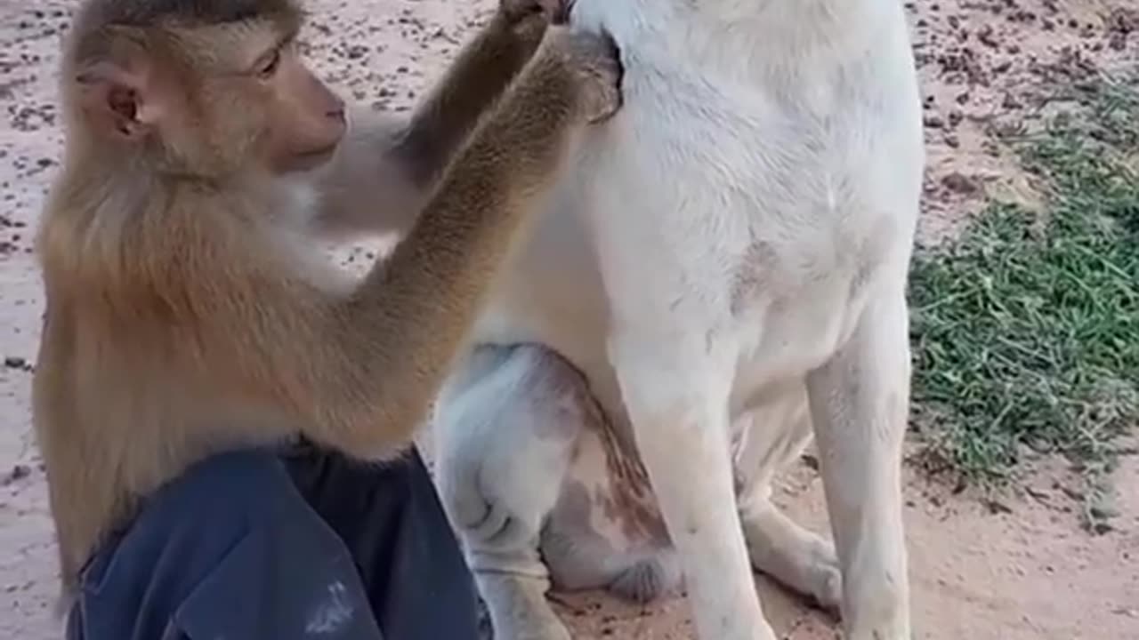 Dog and monkey 🐵😁 funny video