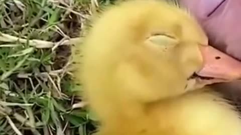 Baby Monkey With Duckling #shorts #viral #shortsvideo #video