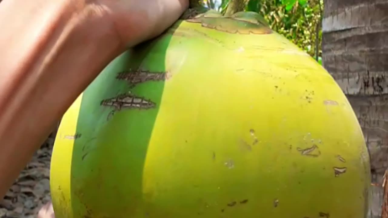 vlog in the garden looking for green coconuts