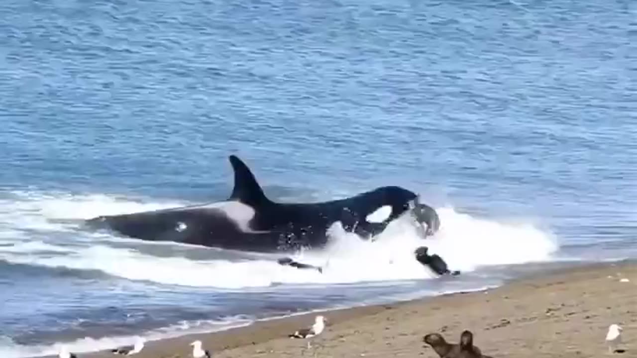 Seal Gets Rag Dolled By Killer Whale