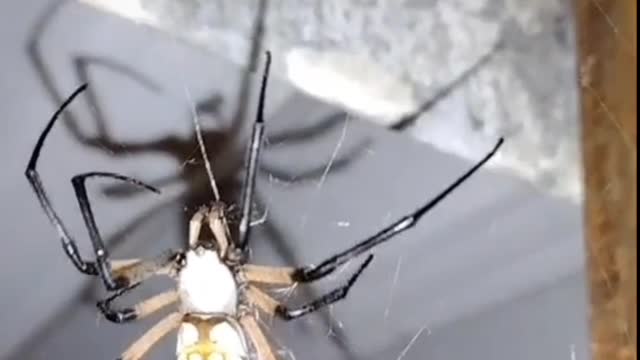 Man Gives Cicada to Spider