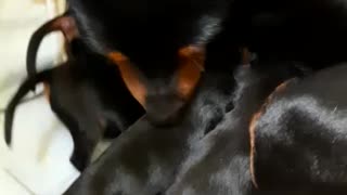 Miniature pinscher feeding puppies