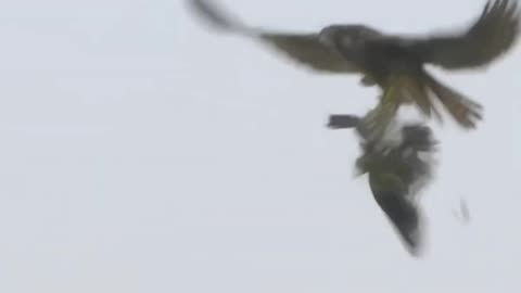 Peregrine-Falcon-s-Dizzying-Dives-at-240