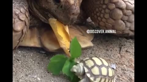 Beautiful Baby Animals Video Compilation | Beautiful Animals Funny Moment - Beautiful Animals