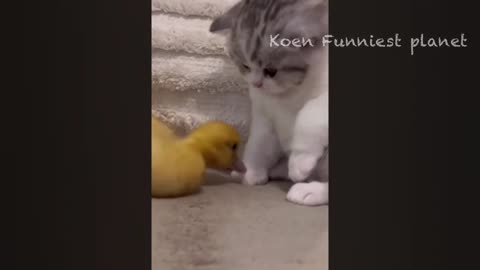 new funny animal dog and cat