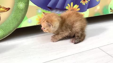 Ginger kitten's first meeting with the cat🐈 Will she feed him or not