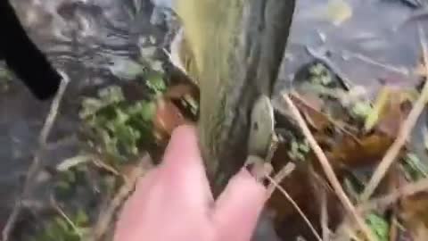 Dogs can catch fish, too