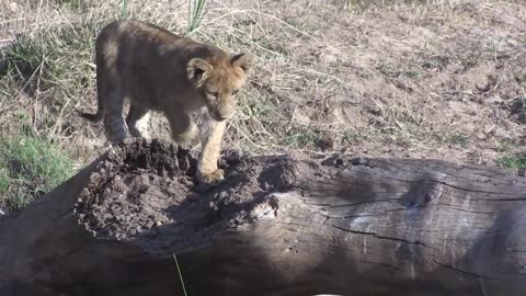 Lions and cows fights