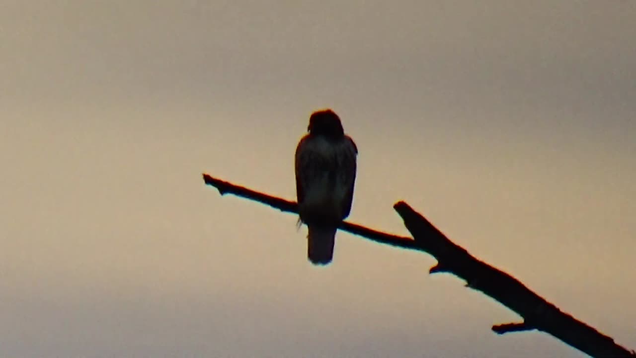 Red-tailed hawk