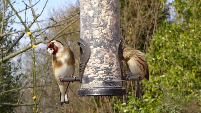 The European goldfinch or simply the goldfinch