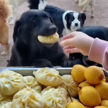 Dogs Love Lunch Time!