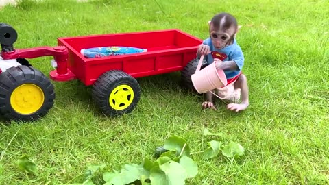 Baby Monkey funny things