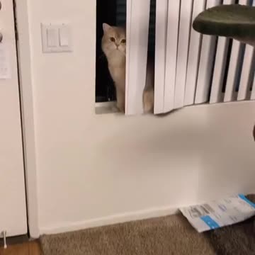 No cheating on Hide&Seek! how did Cash get so fond of dog food