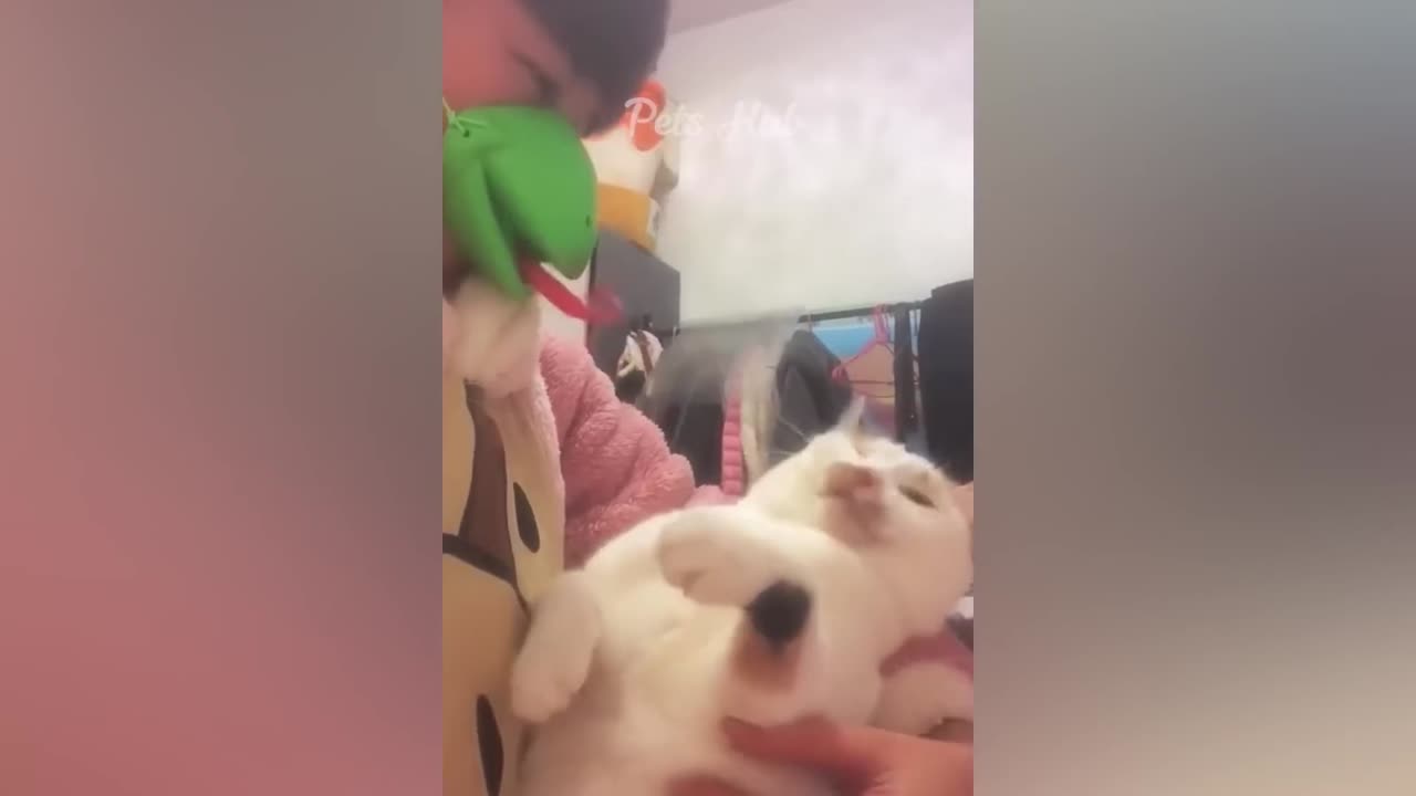 Funniest Cats and Dogs πΊπΆ Funny Animals 2023 π Part 10