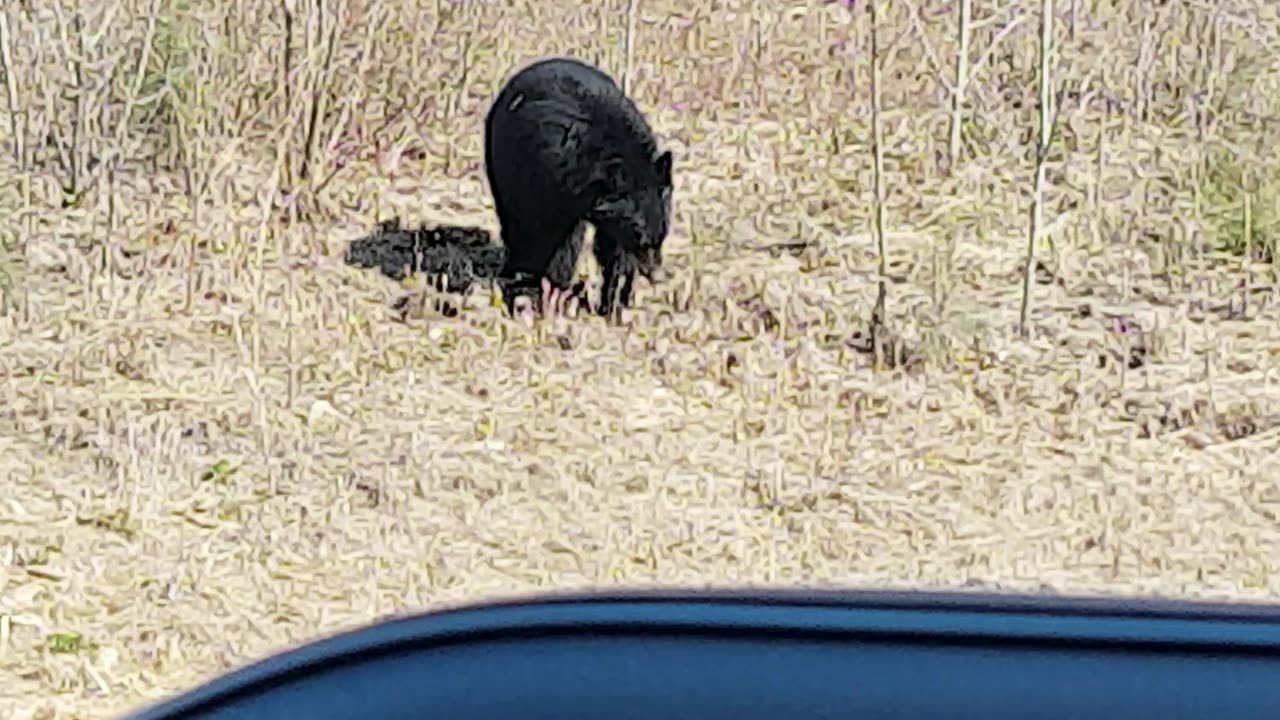 Black Bear Enjoying Some Grass