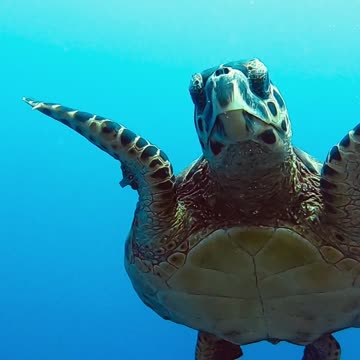 Eye to Eye with Sea Turtle