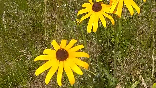 Black-eyed Susan