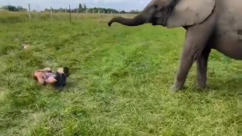 Baby playing volleyball with elephant