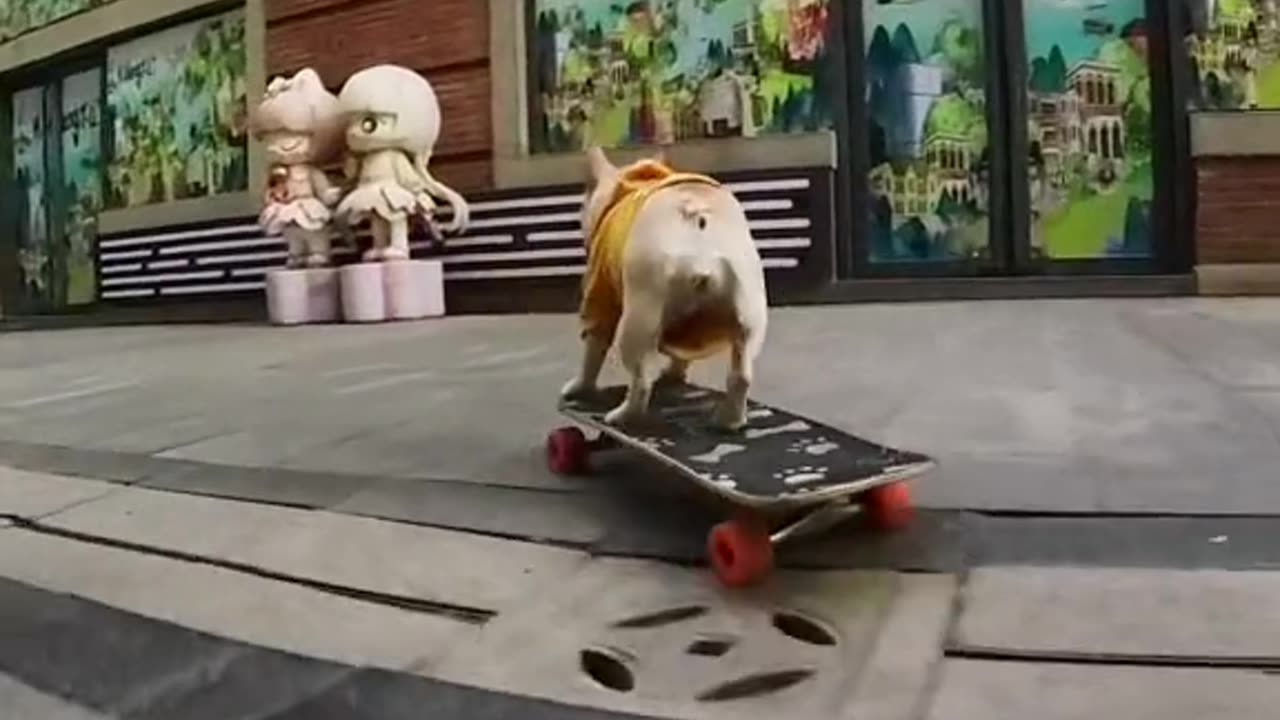 French Bulldog went shopping on a skateboard and was chased by everyone to shoot a video