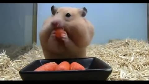 Animal pranks Shocking hamsters!