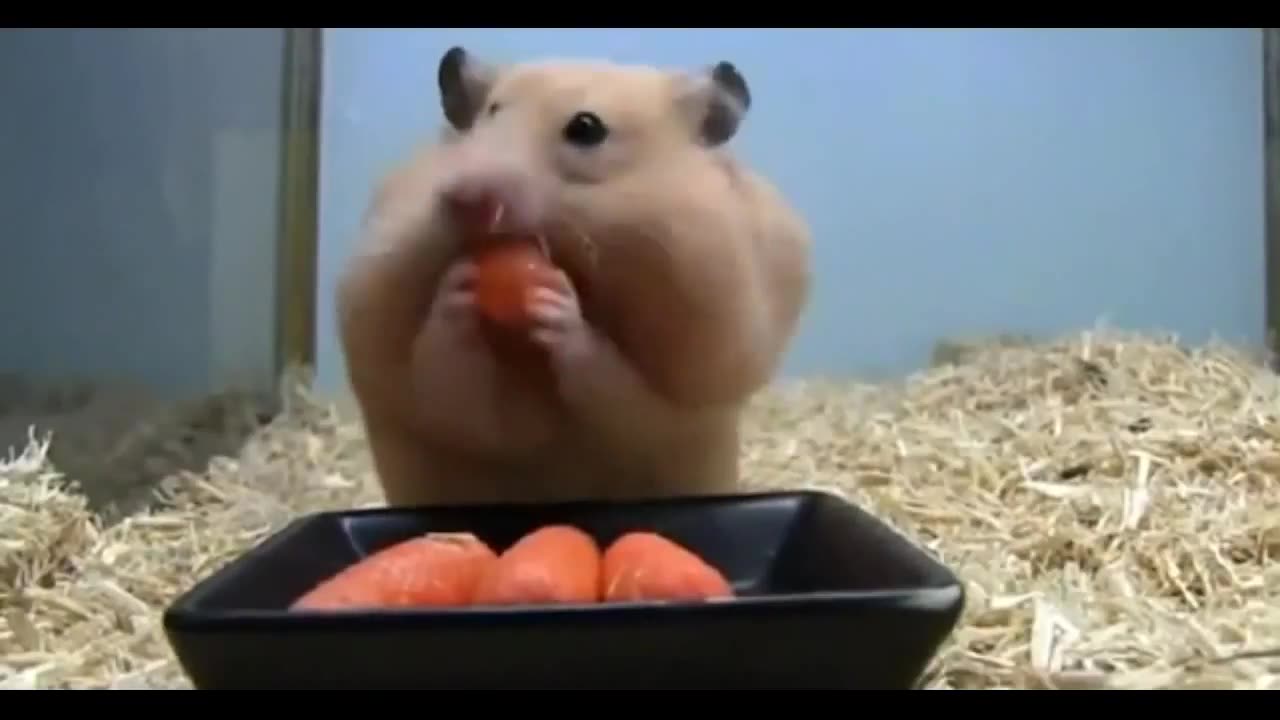 Animal pranks Shocking hamsters!