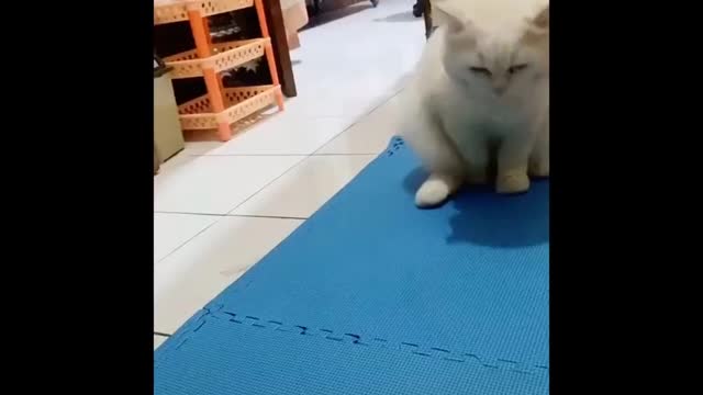 funny cat-😹 Donot try to hold your laughter😂