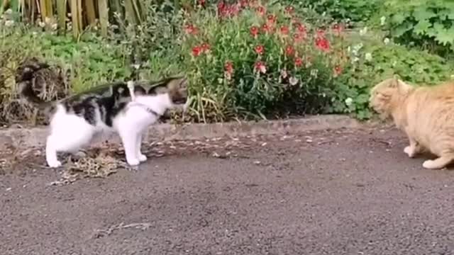 Homeowner's cat watches infiltrator's cat