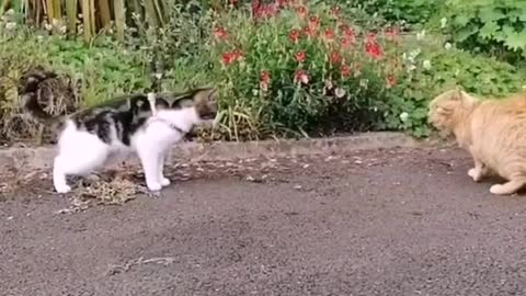 Homeowner's cat watches infiltrator's cat