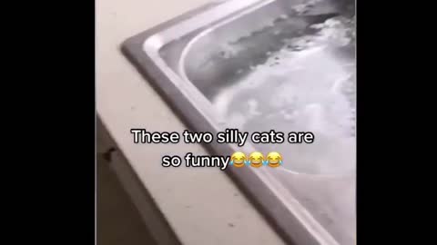 Funny cat scenes