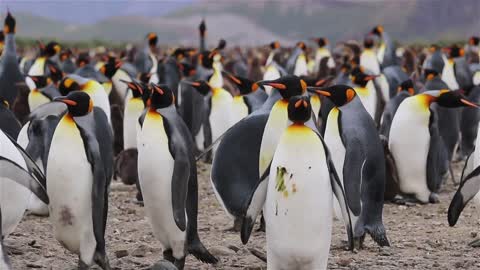 The Penguin Party.