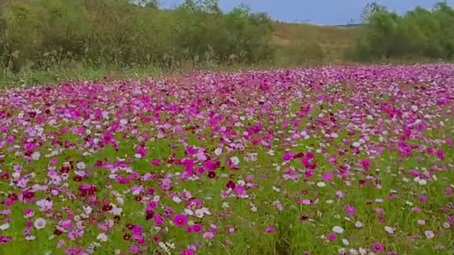 39_I saw the flowers and the scenery(Korean landscape)