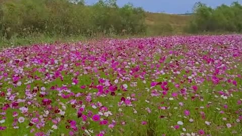 39_I saw the flowers and the scenery(Korean landscape)