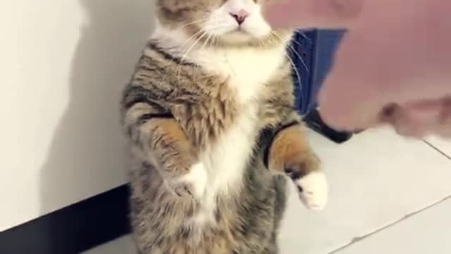 Cute and Funny Cat Videos #7