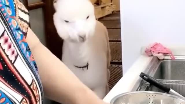 carrots are like chocolate to our alpacas