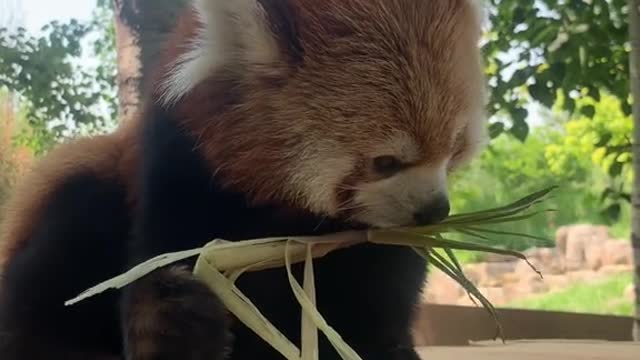 A little foodie raccoon