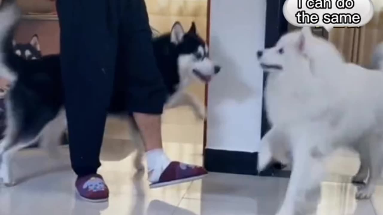 Dog funny