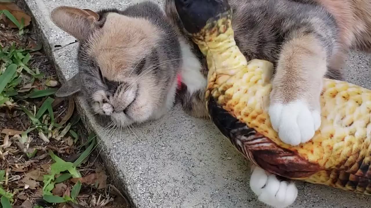 Cat Enjoys a Face Massage from Stuffed Fish Toy