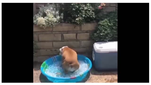 bulldog go for a swim 3x a day will change your life